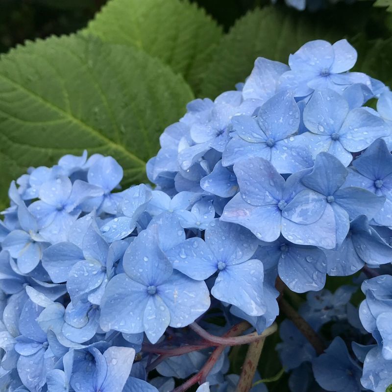 雨が上がりの御池通京都市役所近くの紫陽花