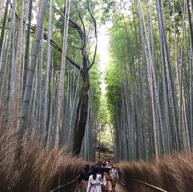 嵐山竹林の小径