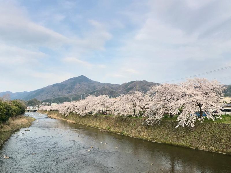 高野川と比叡山と桜