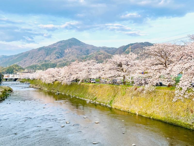 京都も桜が満開